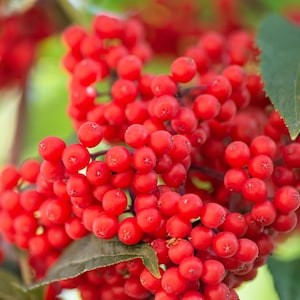 100 レッドエルダーベリー Sambucus Racemosa スカーレットマウンテンエルダーバンチベリーツリー低木フルーツベリー種子