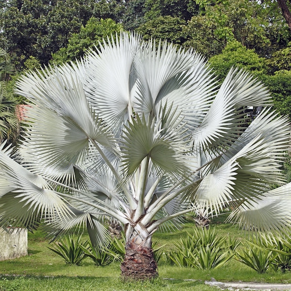 5 SILVER SAW PALMETTO Serenoa Repens American Dwarf Palm Tree Shrub Edible Fruit Sun or Shade Seeds