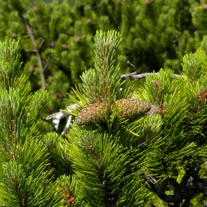 25 MUGO PINE Dwarf Evergreen Pinus Pumilio Shrub Seeds Comb S/H image 6