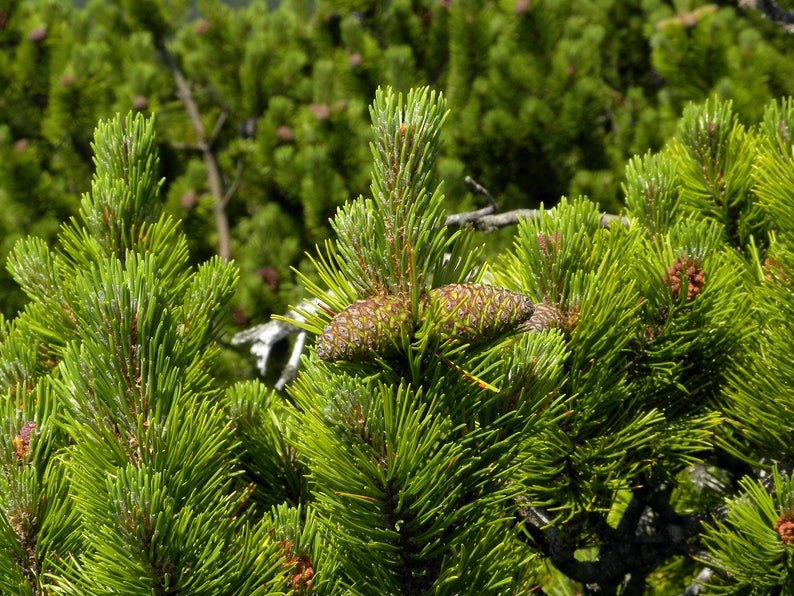 25 MUGO PINE Dwarf Evergreen Pinus Pumilio Shrub Seeds Comb S/H image 6