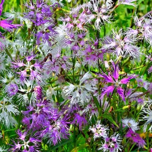 1000 FRINGED PINKS DIANTHUS Superbus White Pink Purple Flower Seeds
