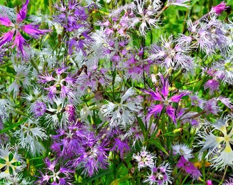 1000 FRINGED PINKS DIANTHUS Superbus White Pink Purple Flower Seeds