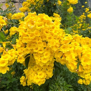 10 TECOMA STANS (Yellow Trumpetbush / Yellow Bells / Yellow Elder / Esperanza) Flower Shrub Bush Seeds