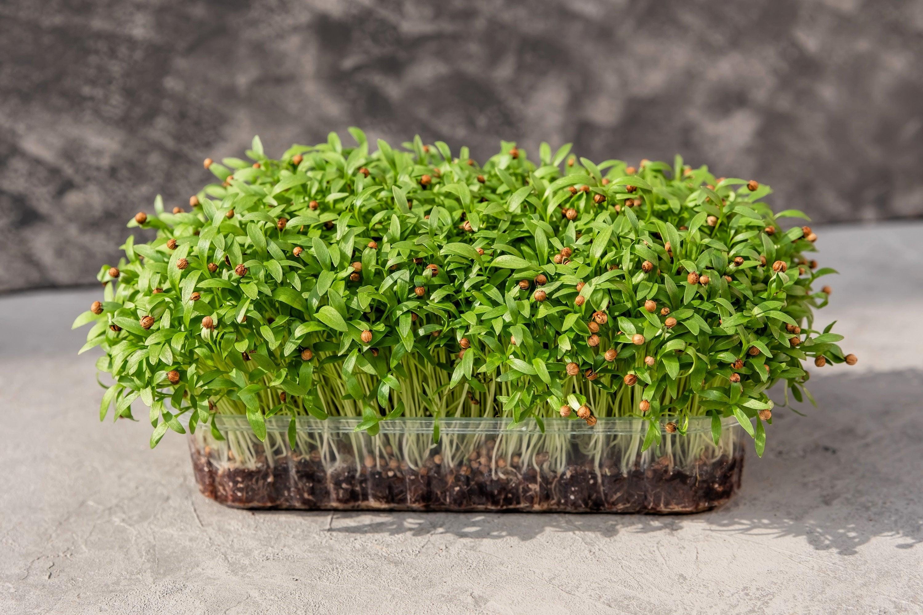 thumbnail interactive-video image 1 of Cilantro/Coriander FIESTA GREEN Herb Seeds - Non-GMO - 100 Seeds By Mother Nature's Seeds 1 of 6