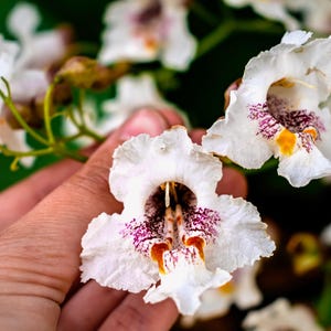 50 Flowering NORTHERN CATALPA Speciosa TREE Seeds (aka Western Catalpa or Catawba / Indian Cigar / Fish-Bait)
