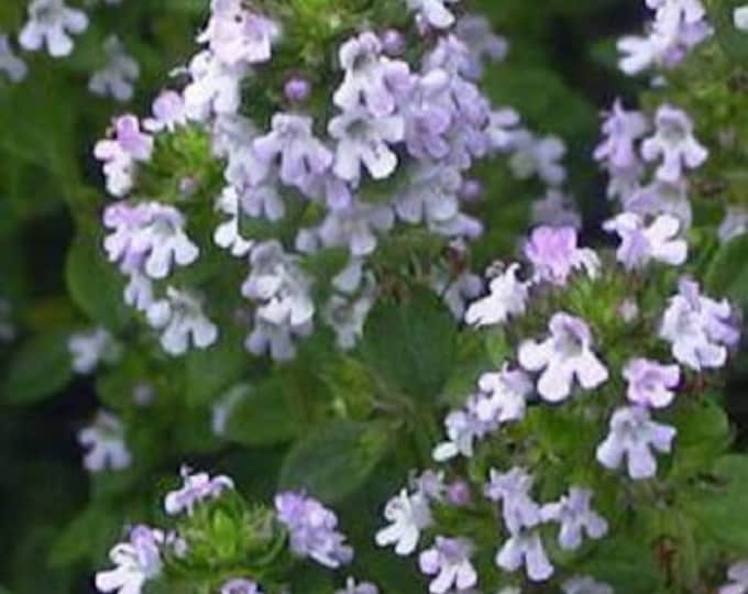 1000 LEMON THYME Thymus Pulegioides Herb Purple Flower Fragrant Evergreen Seeds