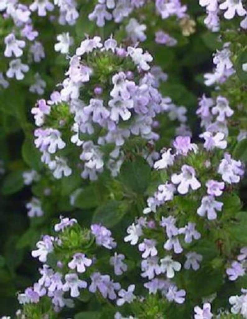 1000 LEMON THYME Thymus Citriodorus Herb Purple Flower Etsy