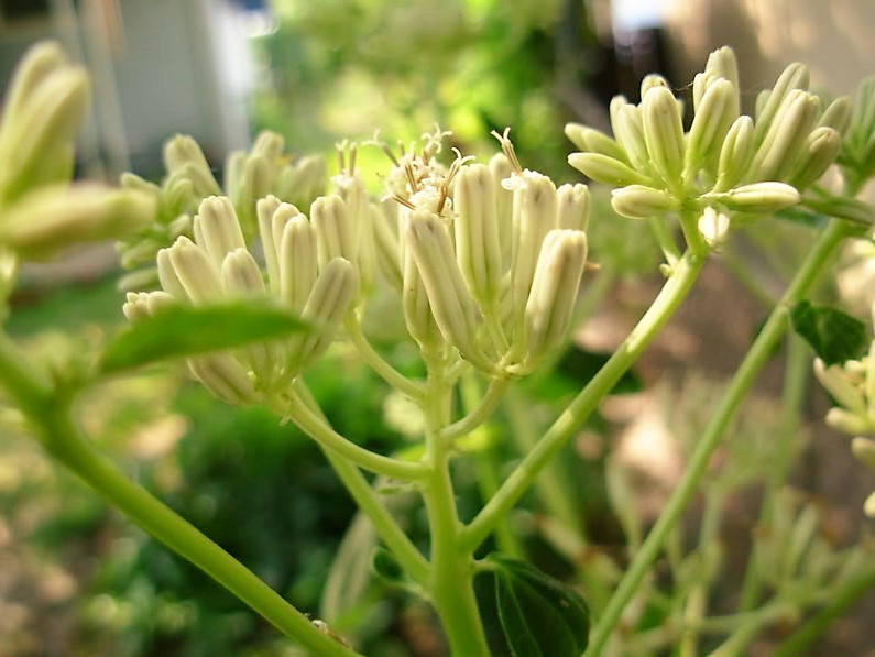 50 GREAT INDIAN PLANTAIN Cacalia Muhlenbergii White Flower