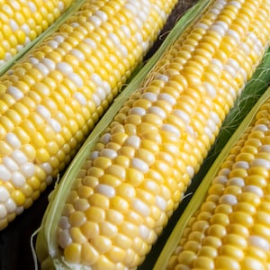 60 BICOLOR CORN DELECTABLE Yellow & White Zea Mays Vegetable Seeds
