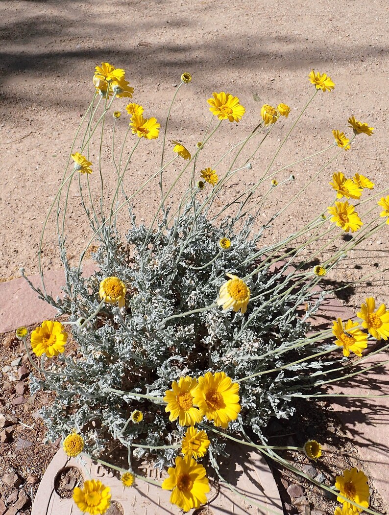 500 Yellow DESERT MARIGOLD Baileya Multiradiata Showy Drought Etsy