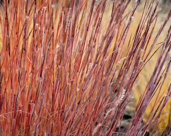 300 LITTLE BLUESTEM GRASS Schizachyrium Scoparius Seeds