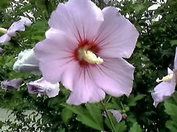 -Cold Hardy Perennial ! Hibiscus syriacus Hibiscus,Rose of Sharon 50 Seeds