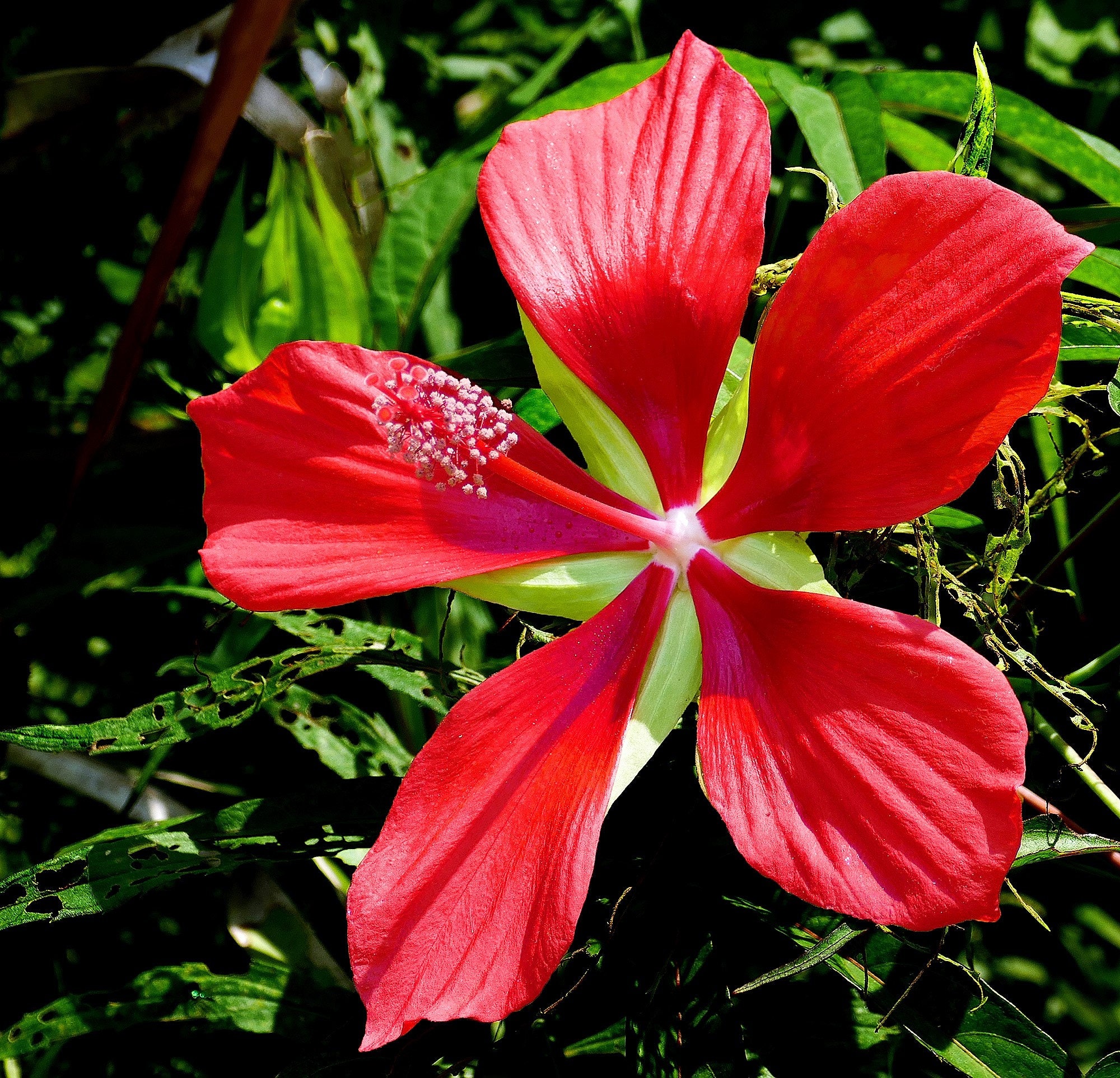 Hibiscus Coccineus / Hibiscus Semilobatus