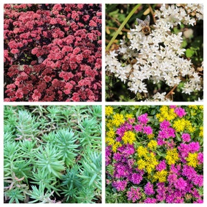 150 MIXED SEDUM Stonecrop Succulent Groundcover Red White Yellow Pink Purple Color Mix Flower Seeds imagem 9