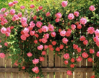 5 PINK CLIMBING ROSE Rosa Bush Vine Climber Fragrant Butterfly Flower Seeds