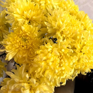 30 Double YELLOW PAEONY ASTER Peony Callistephus Flower Seeds