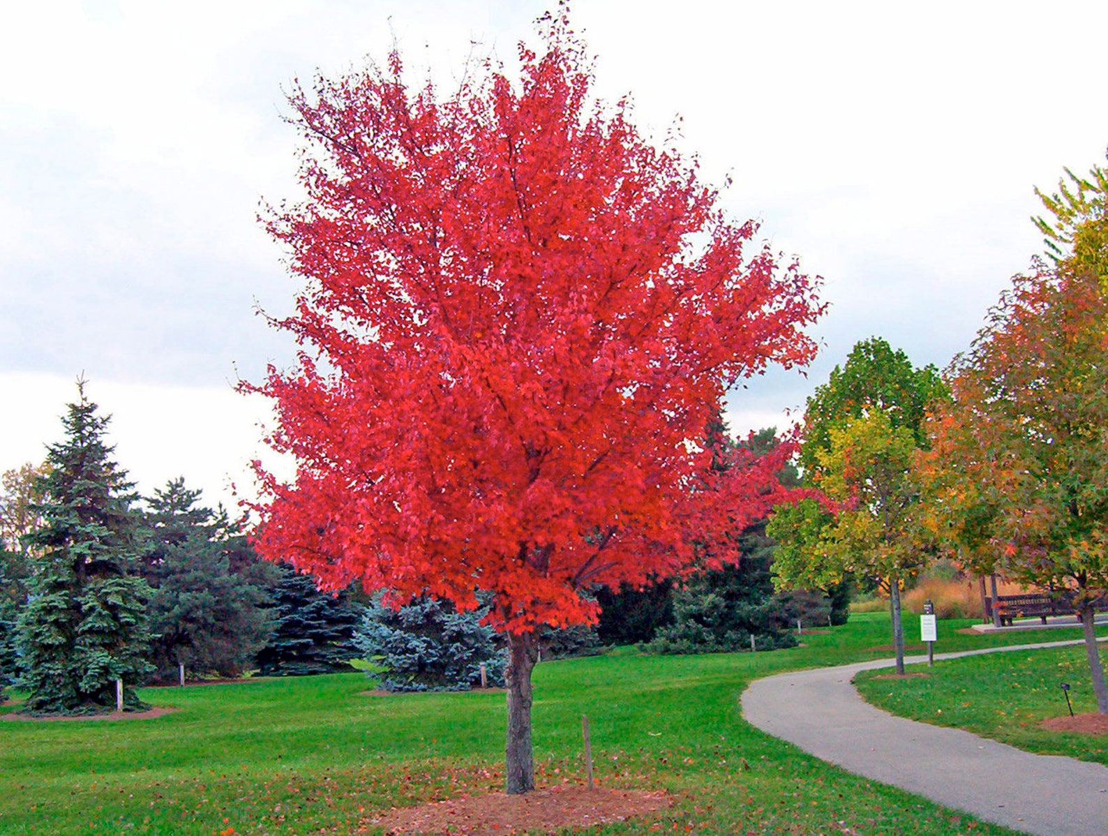 Красное дерево русские. Клен красный Acer rubrum. Клен краснолистный. Acer rubrum клен. Клен Гиннала цветение.