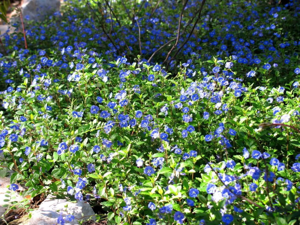 50 CREEPING BLUE SPEEDWELL Veronica Repens Groundcover Flower Etsy