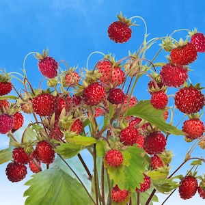 100 ALPINE STRAWBERRY Fragaria Vesca Red Fruit White Flower Seeds *Comb S/H