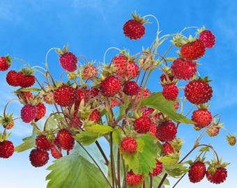 100 ALPINE STRAWBERRY Fragaria Vesca Red Fruit White Flower Seeds *Comb S/H