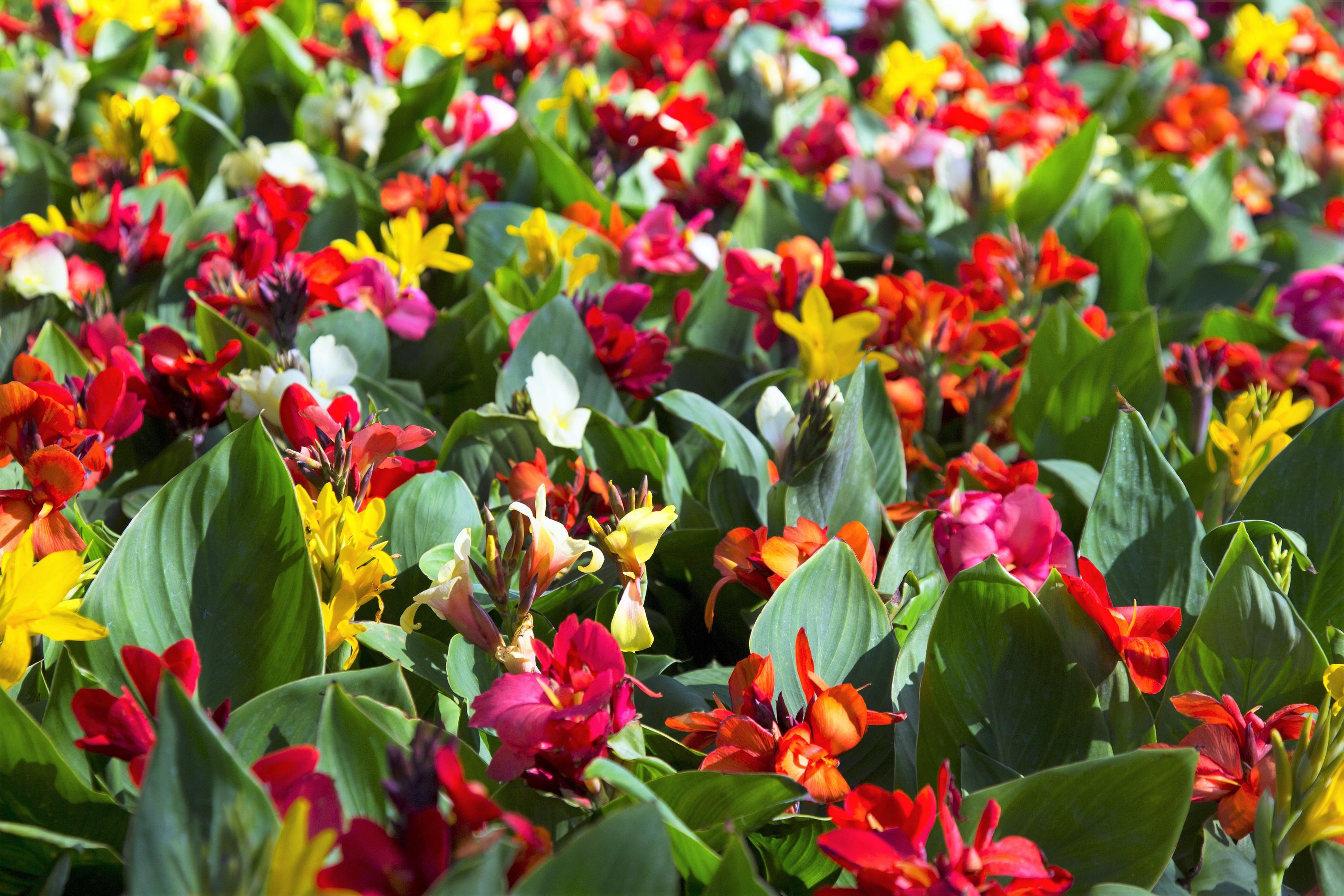 Dwarf canna plants - Etsy 日本