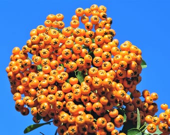 100 SEABERRY Sea Buckthorn Elaeagnus Hippophae Rhamnoides Orange Berry Fruit Shrub Yellow Flower Silver Foliage Seeds