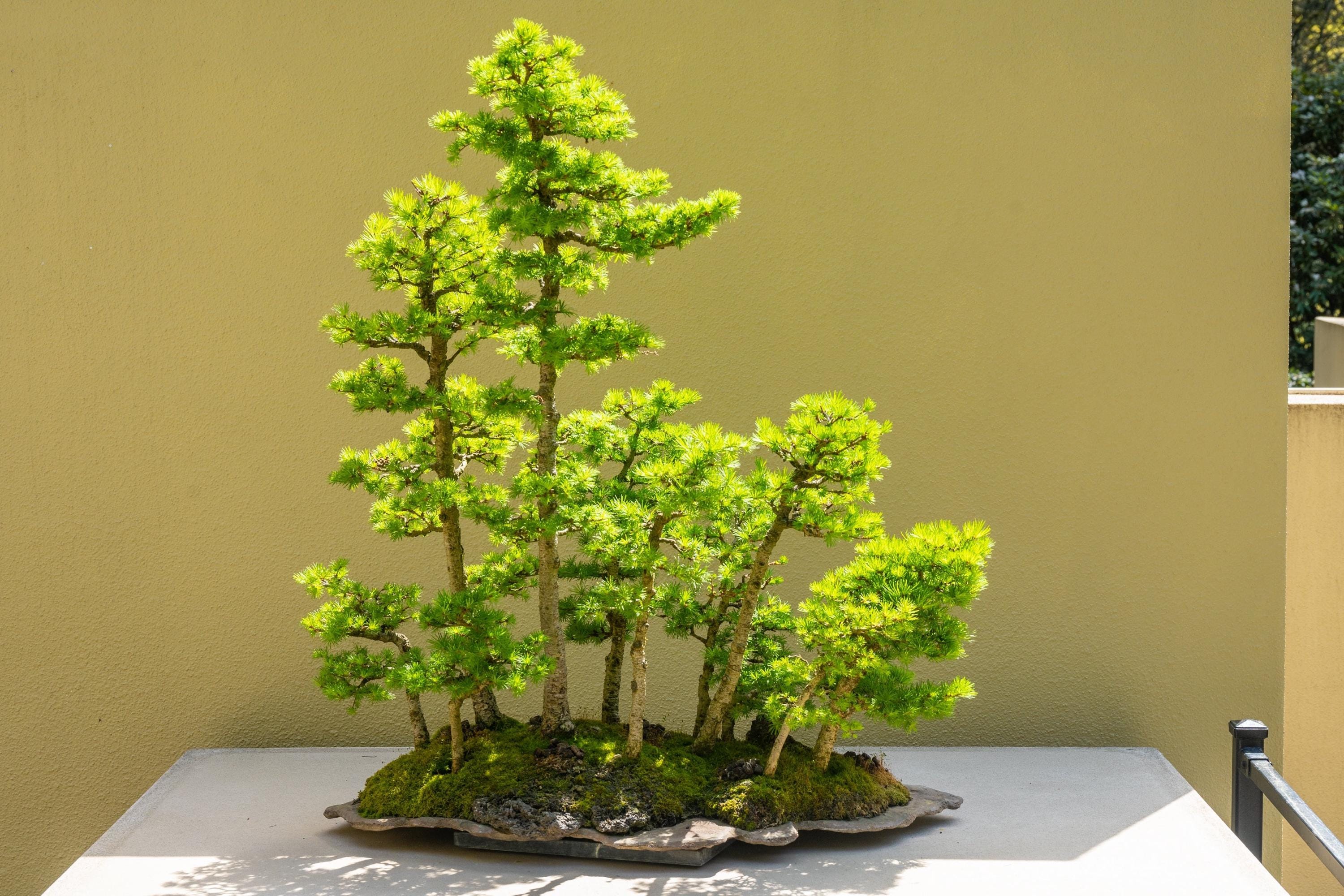 25 JAPANISCHE LRCHE BAUM Nadelbaum Tannenzapfen Bonsai Larix Kaempferi  Samen - Etsy sterreich