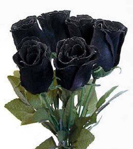 Details about / 5 BLACK ROSE Rosa Bush Shrub Perennial Flower Seeds Gift /& Comb S//H
