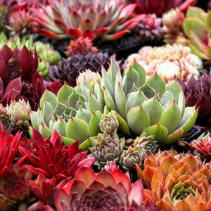 Succulent Nursery - Etsy