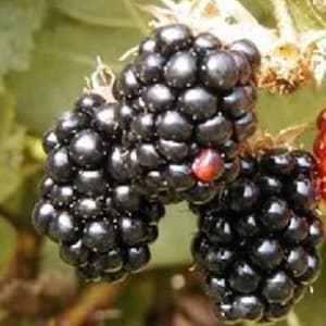 100 BLACKBERRY Fruit Bush Rubus Allegheniensis Seeds