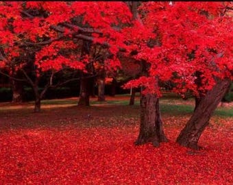 25 Scarlet CAROLINA RED MAPLE Tree Acer Rubrum Seeds