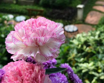 50 PICOTEE MIX CARNATION Dianthus Caryophyllus Double Bicolor Striped Flower Seeds