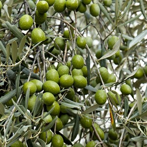 SeedHead Canino Olive Tree Seeds (Olea Europaea) - 10 Seeds, Heirloom Mediterranean Variety