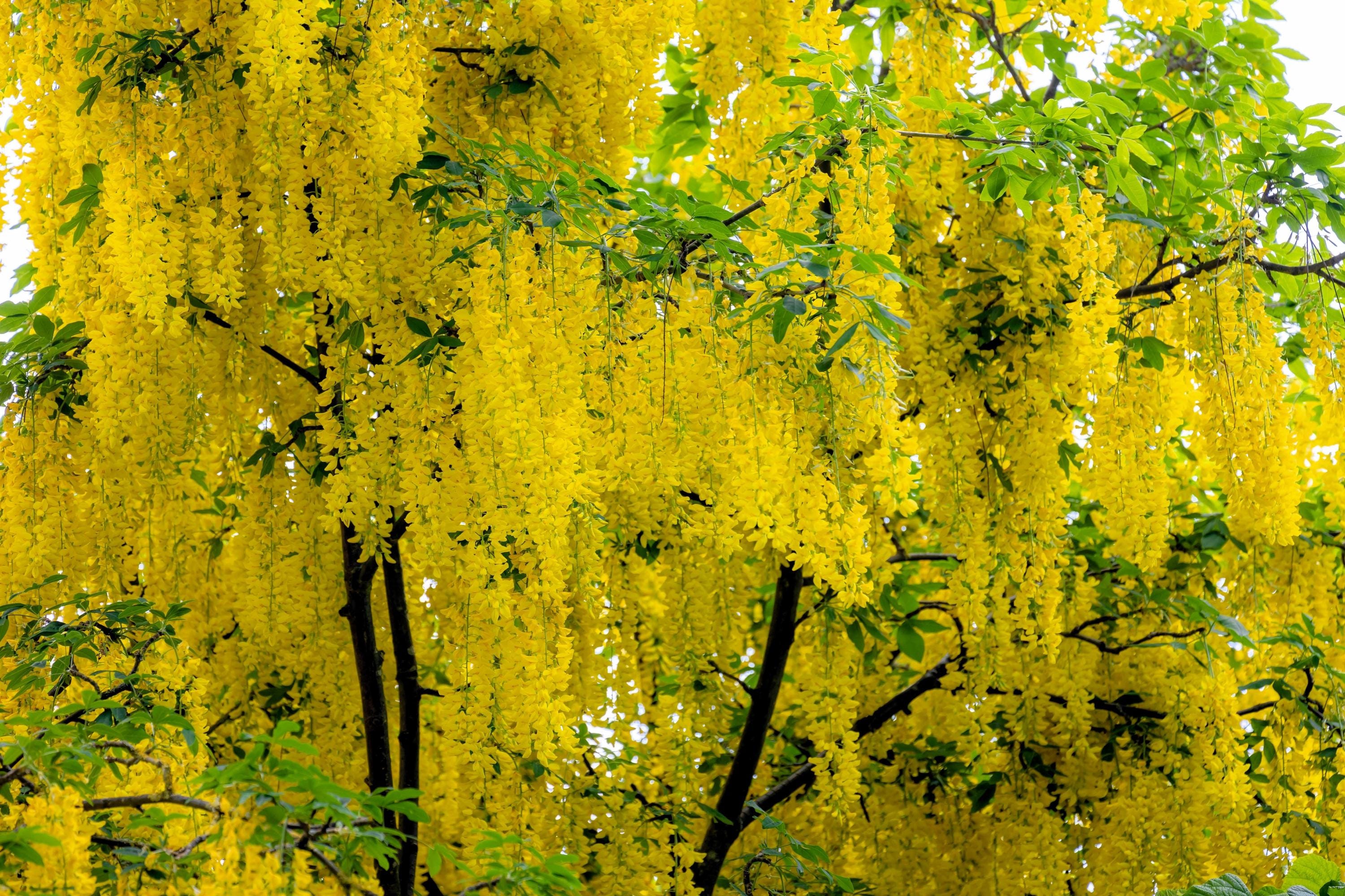 10 Golden Chain Tree Goldenchain Laburnum Anagyroides Yellow Flower Seeds Flat Shipping Etsy - Seedvilleusa