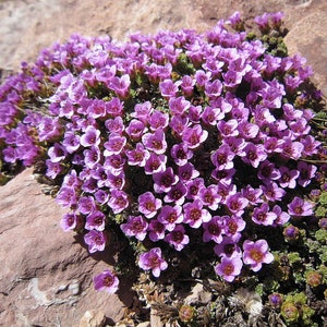 50 PURPLE ROBE SAXIFRAGA Saxifraga Arendsii Moss Rockfoil Evergreen Flower Seeds image 4