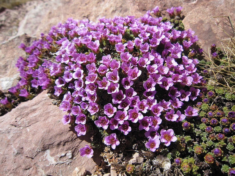 50 PURPLE ROBE SAXIFRAGA Saxifraga Arendsii Moss Rockfoil Evergreen Flower Seeds image 4