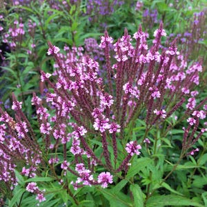 1000 Pink VERVAIN Verbena Hastata Rosea Flower Seeds