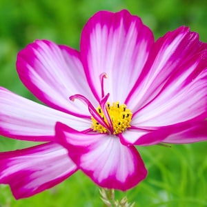 300 CANDY STRIPE COSMOS Bipinnatus Pink White Flower Seeds