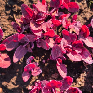 150 MAGENTA MAGIC ORACH Mountain Spinach Atriplex Hortensis Red Leaf Vegetable Greens Seeds