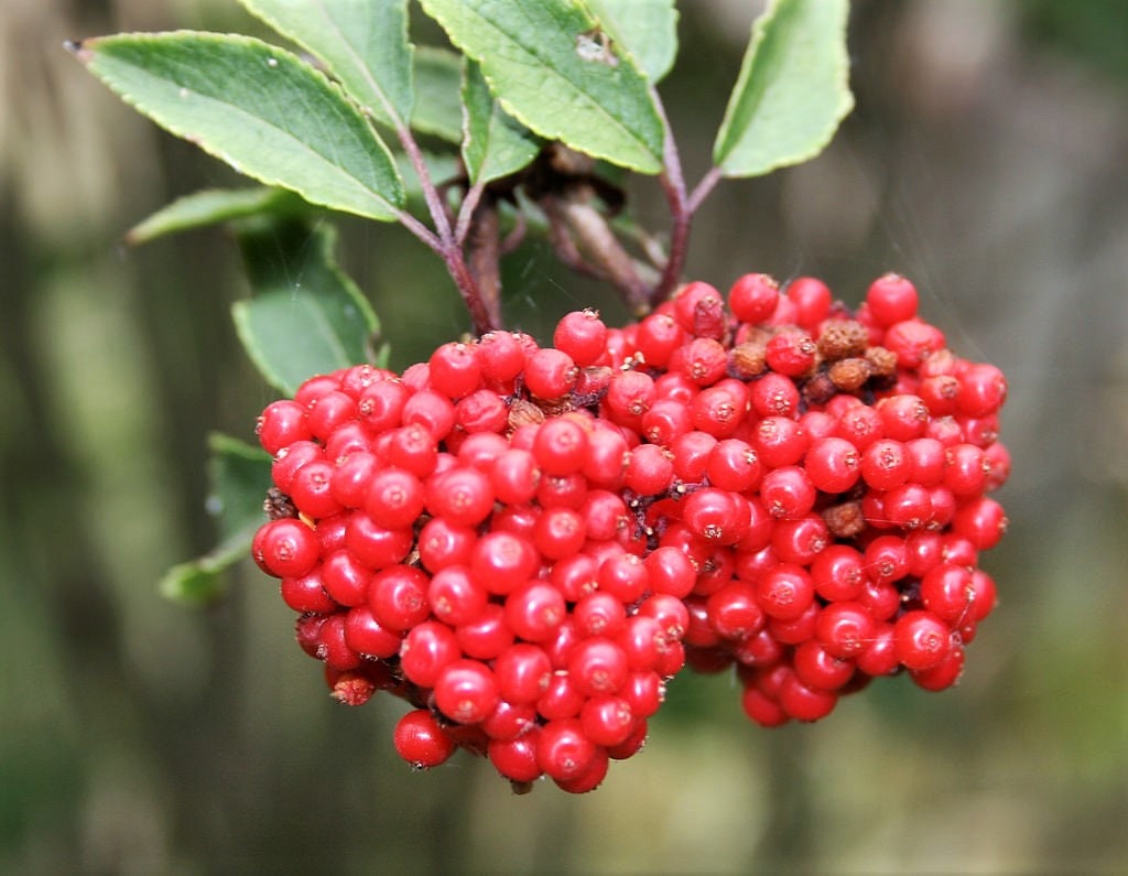 Red Elderberry seeds Sambucus racemosa 100