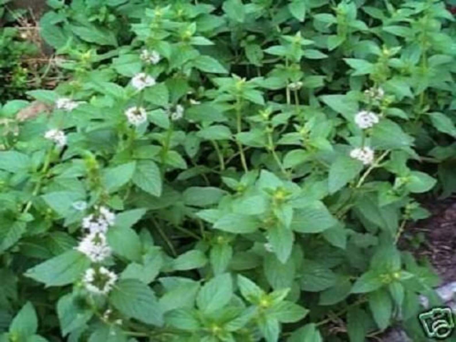 500 SPEARMINT english Mint Mentha Spicata Herb Flower Seeds Etsy