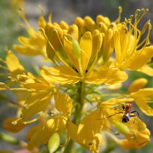 30 YELLOW BEEPLANT Cleome Lutea Golden Bee Plant Spiderflower Native Flower Seeds