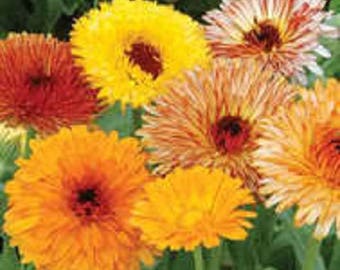 500 Mixed Colors FANCY MIX Pot MARIGOLD Calendula Officinalis Flower Seeds