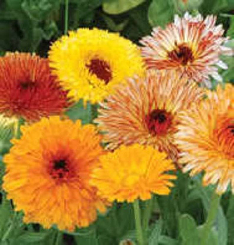 500 Mixed Colors FANCY MIX Pot MARIGOLD Calendula Officinalis Flower Seeds image 1