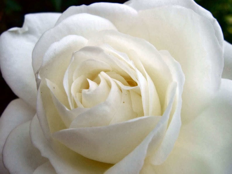 5 WHITE ROSE Rosa Bush Shrub Perennial Flower Seeds Flat Shipping image 5