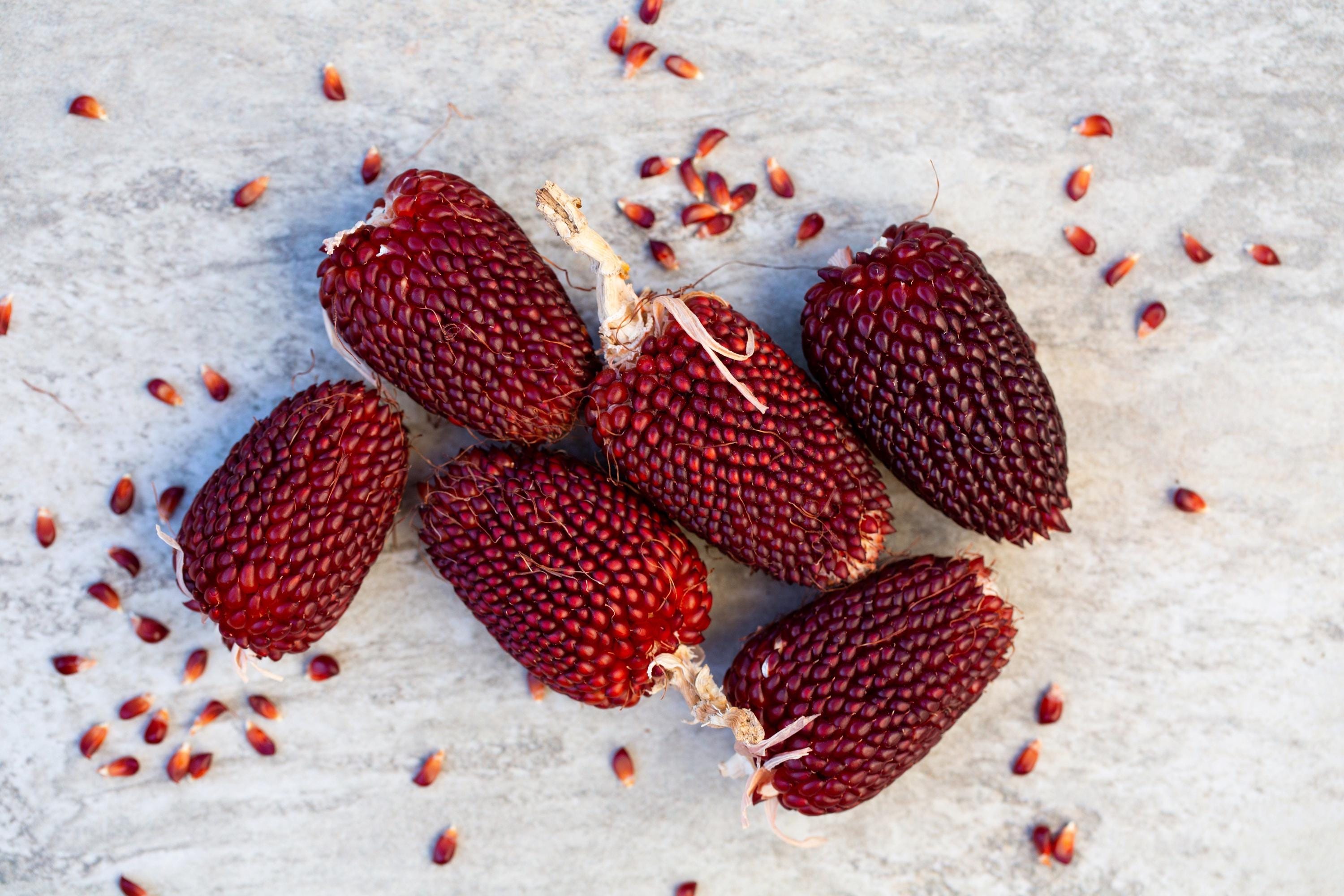 Roter Erdbeer-Mais (Popcorn-Mais) – 6 Samen Für  Produktbild-Vorschau 4