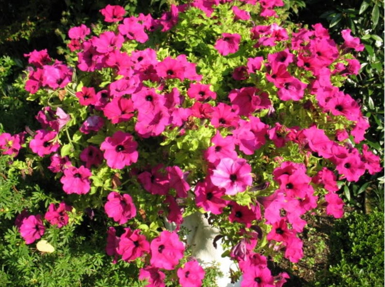 200 Pink LAURA BUSH PETUNIA Violacea Perennial Frilled