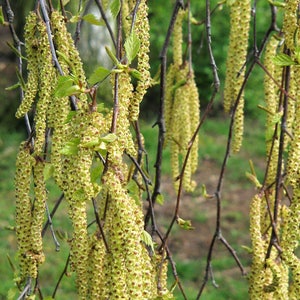 50 SILVER WEEPING BIRCH Tree White European Betula Pendula Alba Seeds Comb S/H image 7