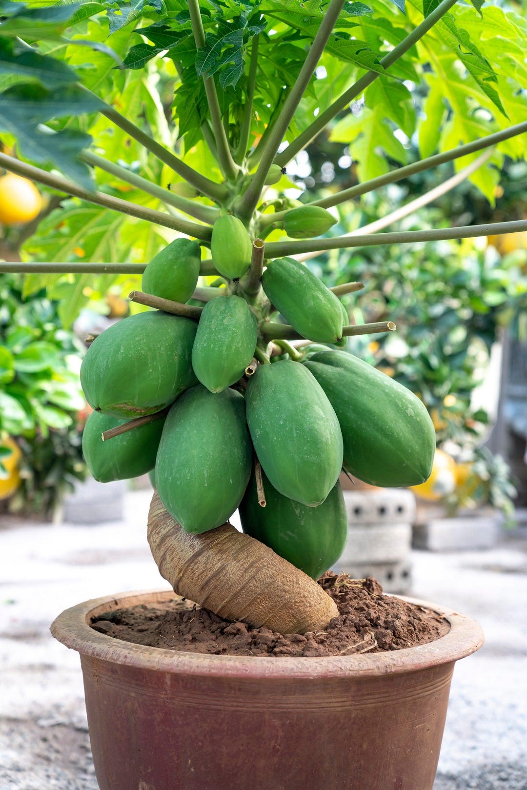 HPGS 20 Seeds Hawaiian Solo Sunrise Papaya Tree | Carica India