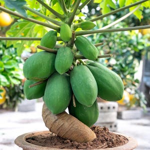 10 DWARF WAIMANALO PAPAYA Solo Hawaiian Carica Fruit Tree Houseplant Seeds